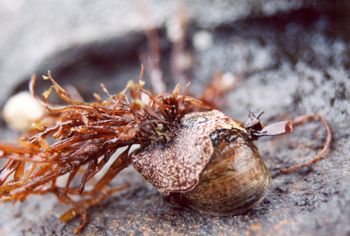 Algae dominated Snail -Found on a New Hampshire rocky int... by Rebecca Urban 